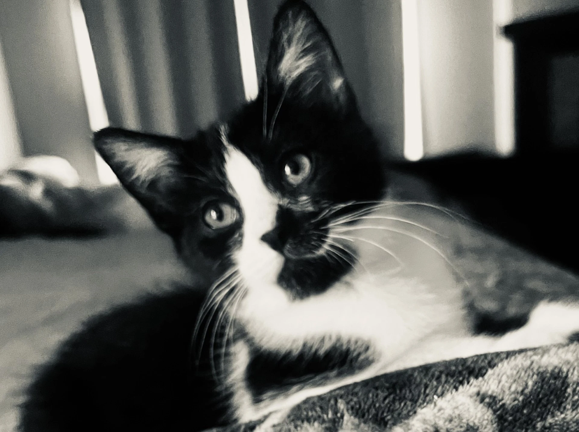 Presley
