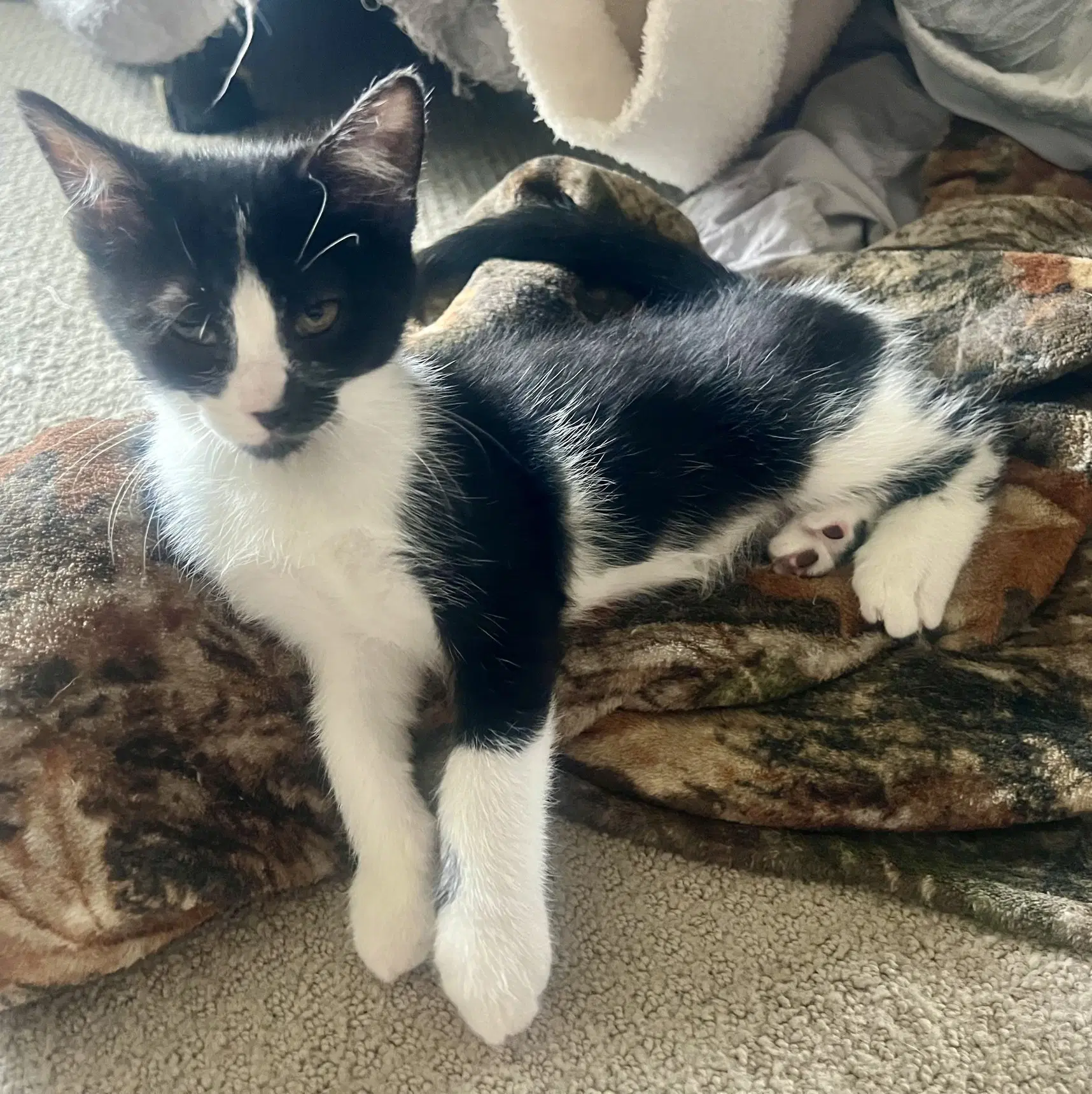 Presley image 2