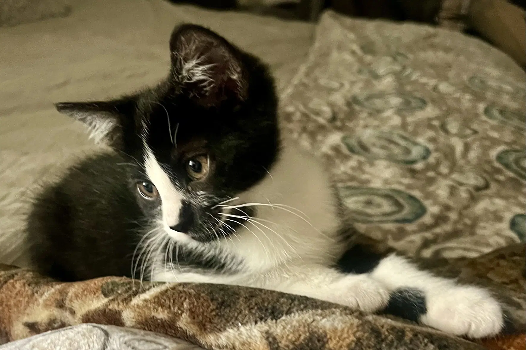 Presley image 3