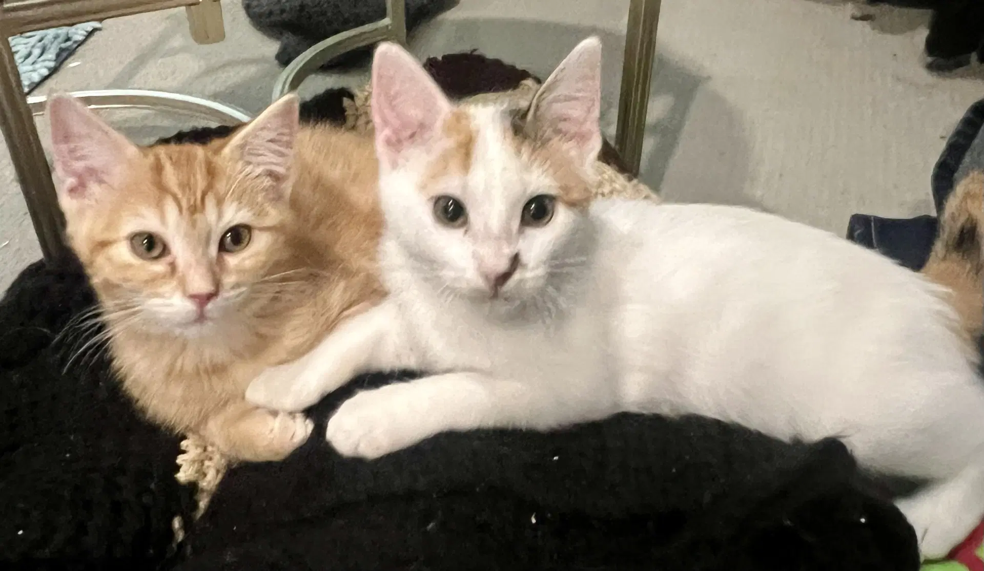 Dolly And George - Domestic Short Hair