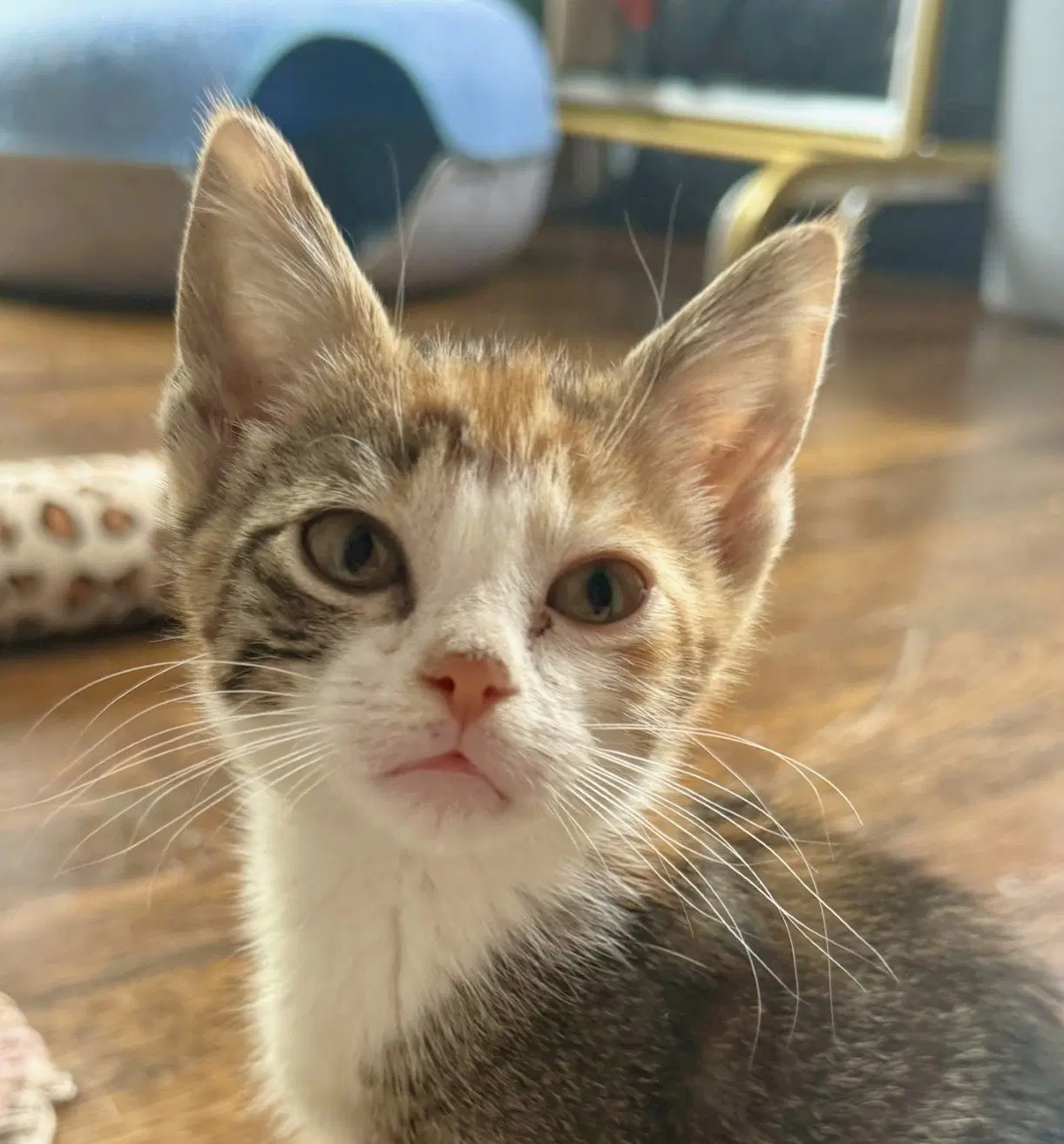 Petal - Domestic Short Hair