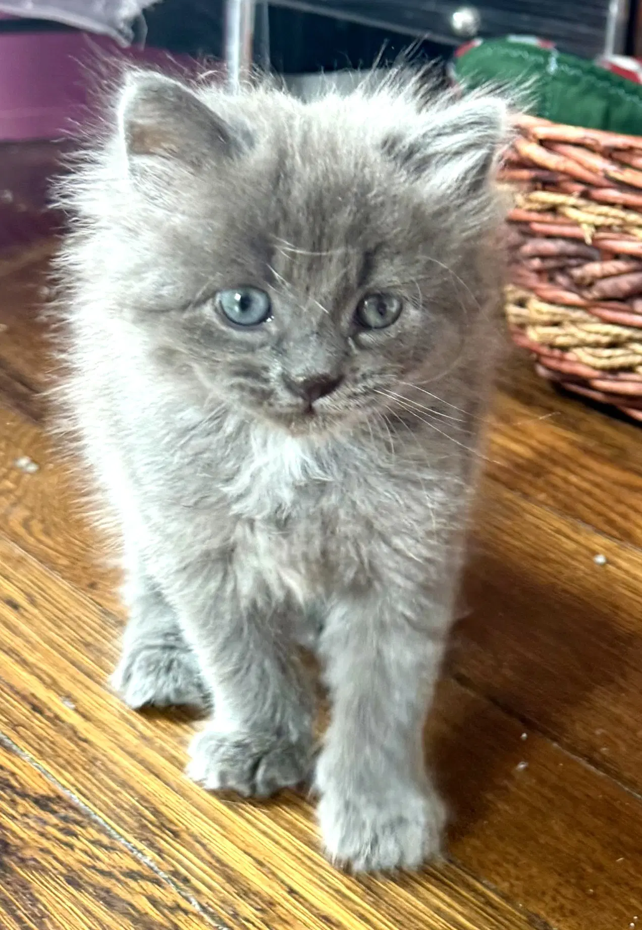 Flower - Domestic Long Hair