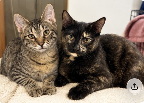 Rainbow and Noah, Domestic Short Hair (short coat)
