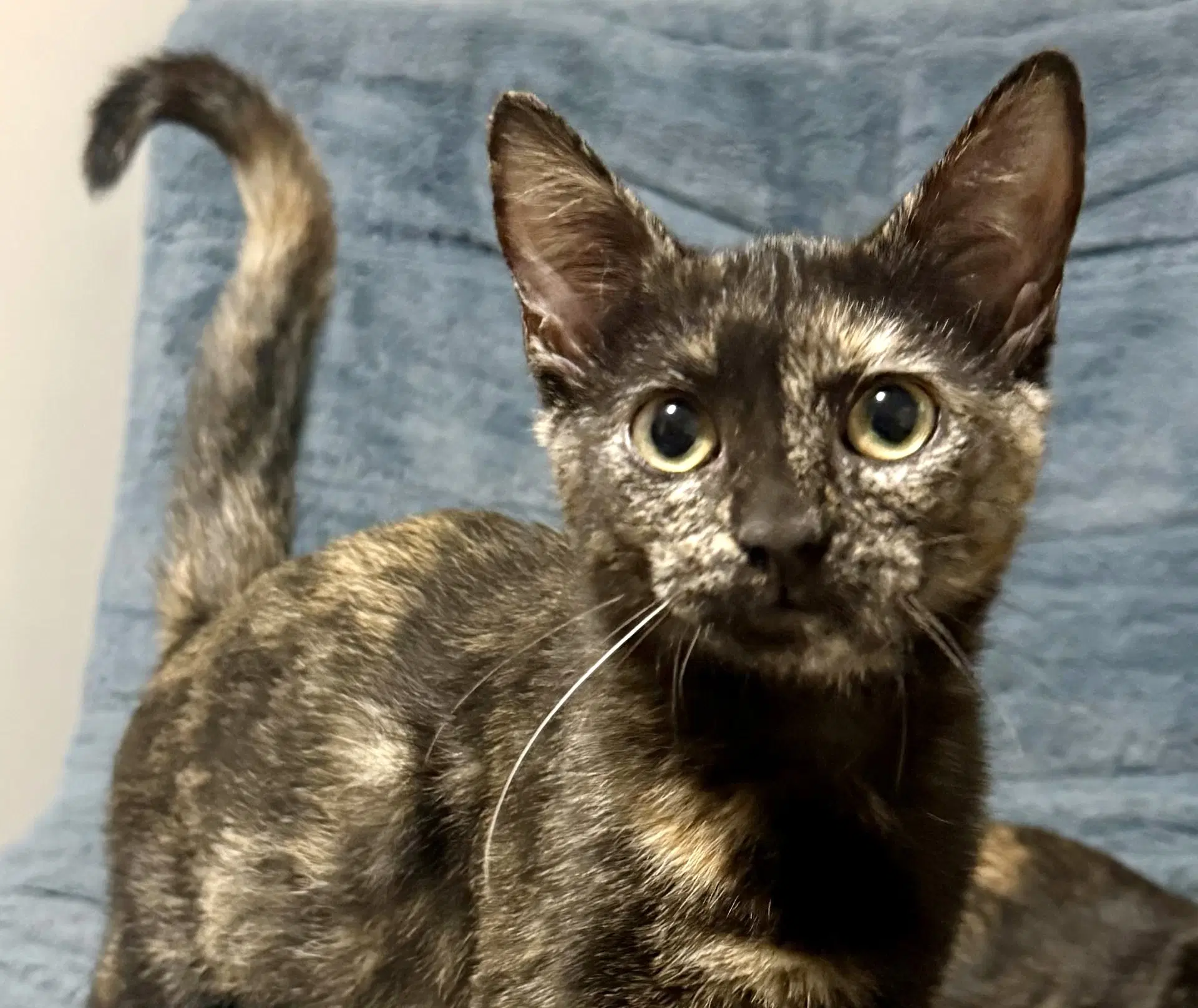 Frances - Domestic Short Hair