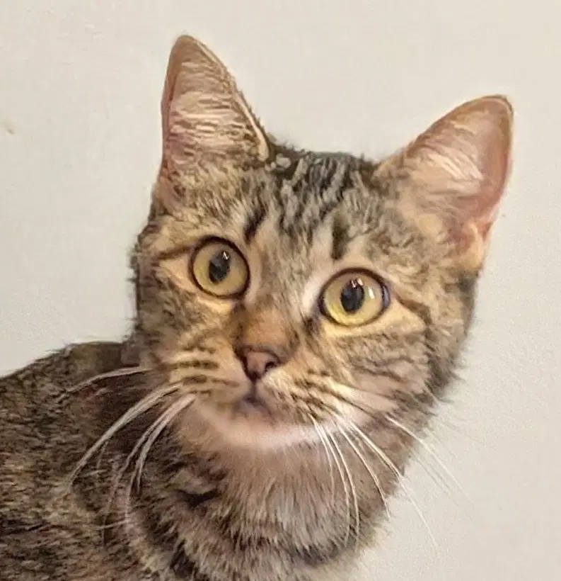 Penny - Domestic Short Hair