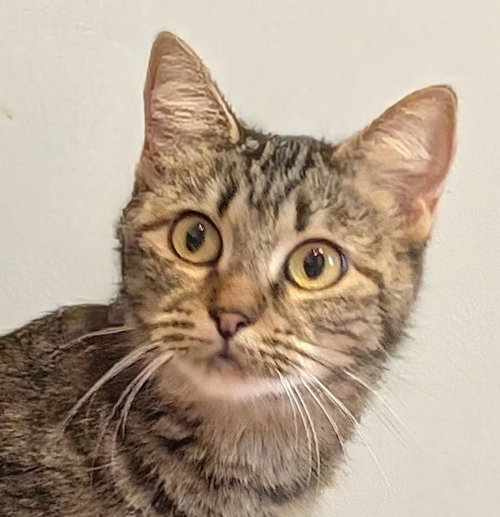Emma, a cat for adoption from Kitty City KS