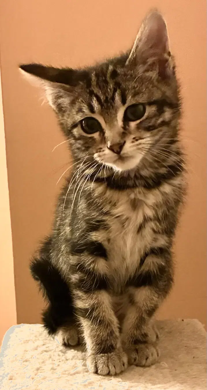 Agnes - Domestic Short Hair