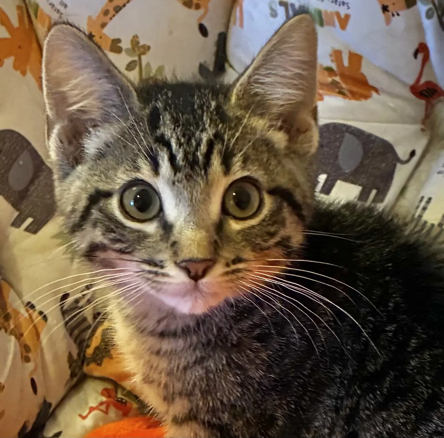 Pedro - Domestic Short Hair