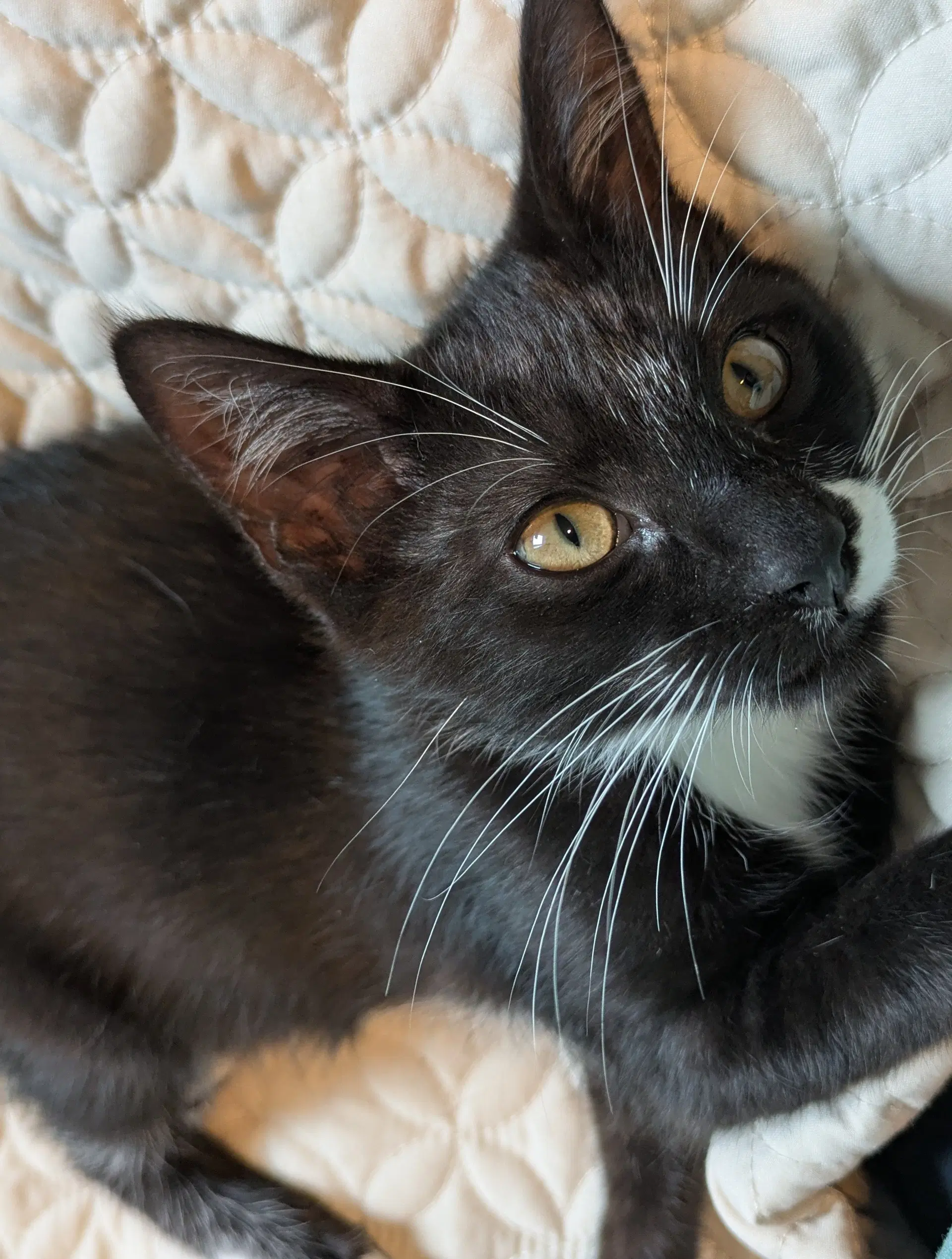 Tux - Domestic Short Hair