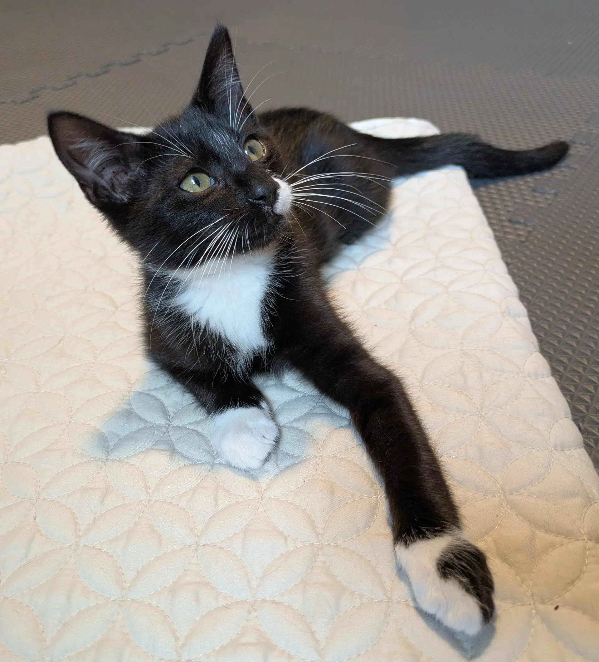 Tux image 2