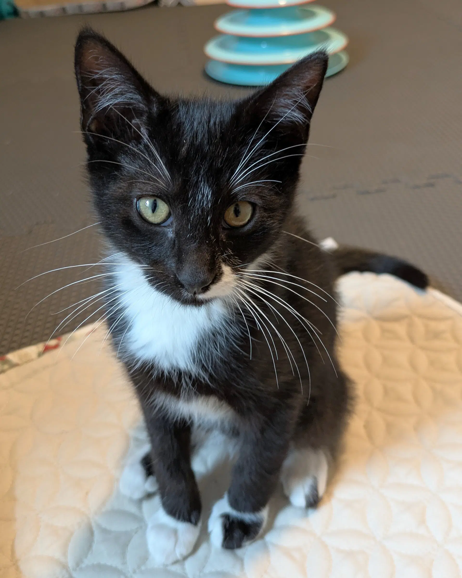 Tux image 3