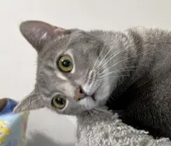 Star - Domestic Short Hair