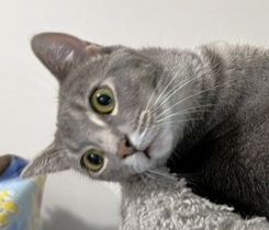 Star 2, a cat for adoption from Kitty City KS
