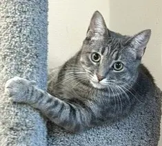 Annie - Domestic Short Hair