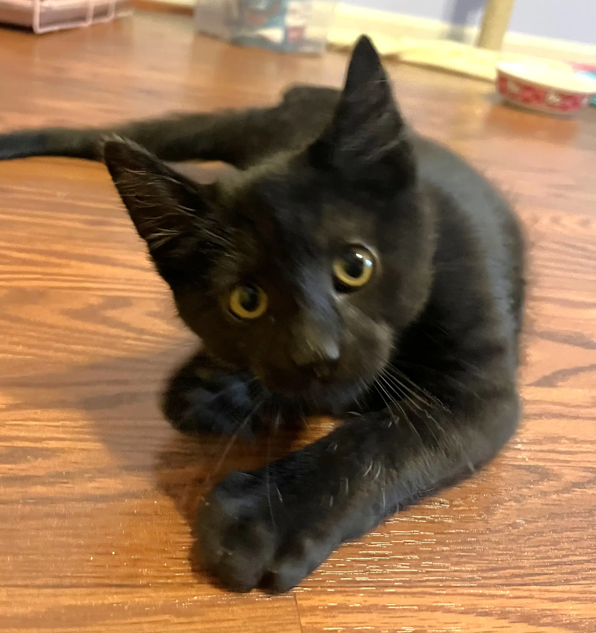Hudson - Domestic Short Hair