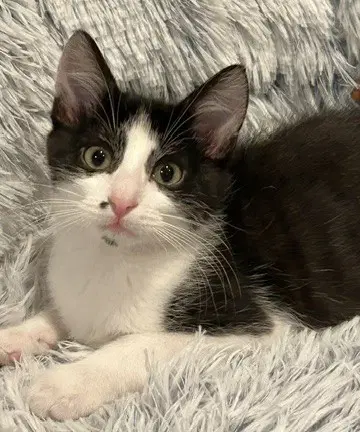 Hammy - Domestic Short Hair
