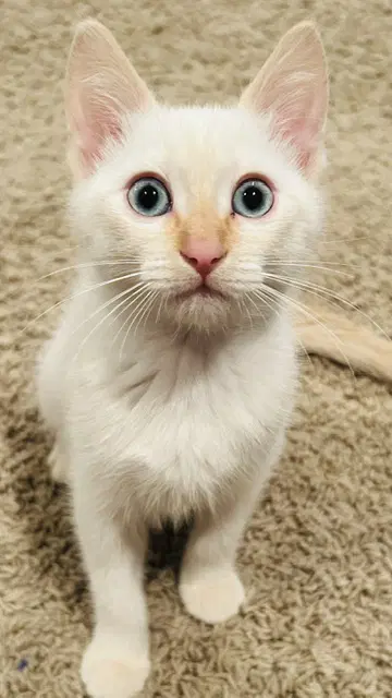 Peggy - Siamese