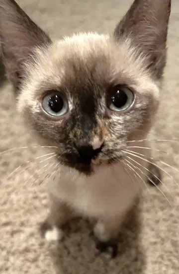 Eliza - Siamese