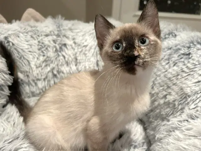 Eliza image 2