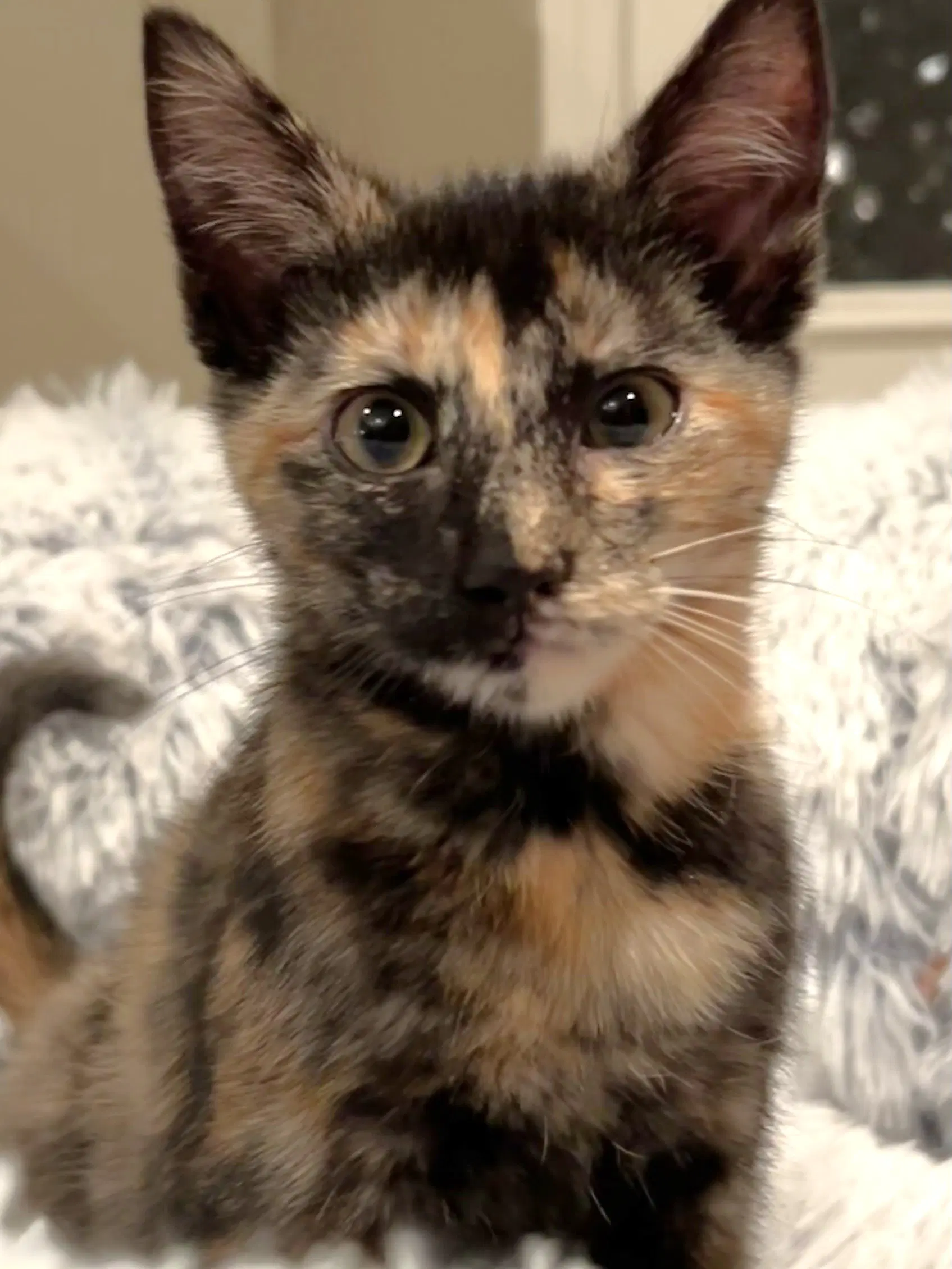 Theodosia - Domestic Short Hair