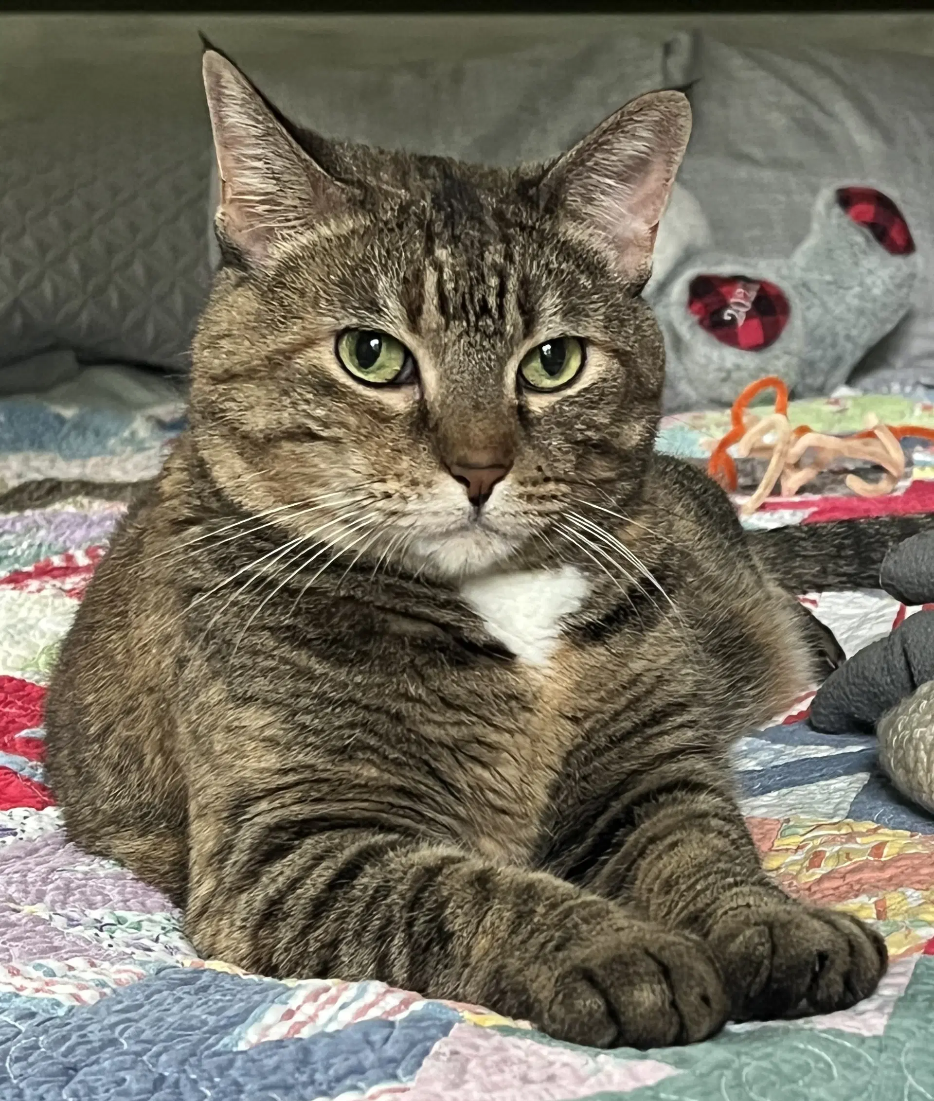 Miss Kitty - Domestic Short Hair