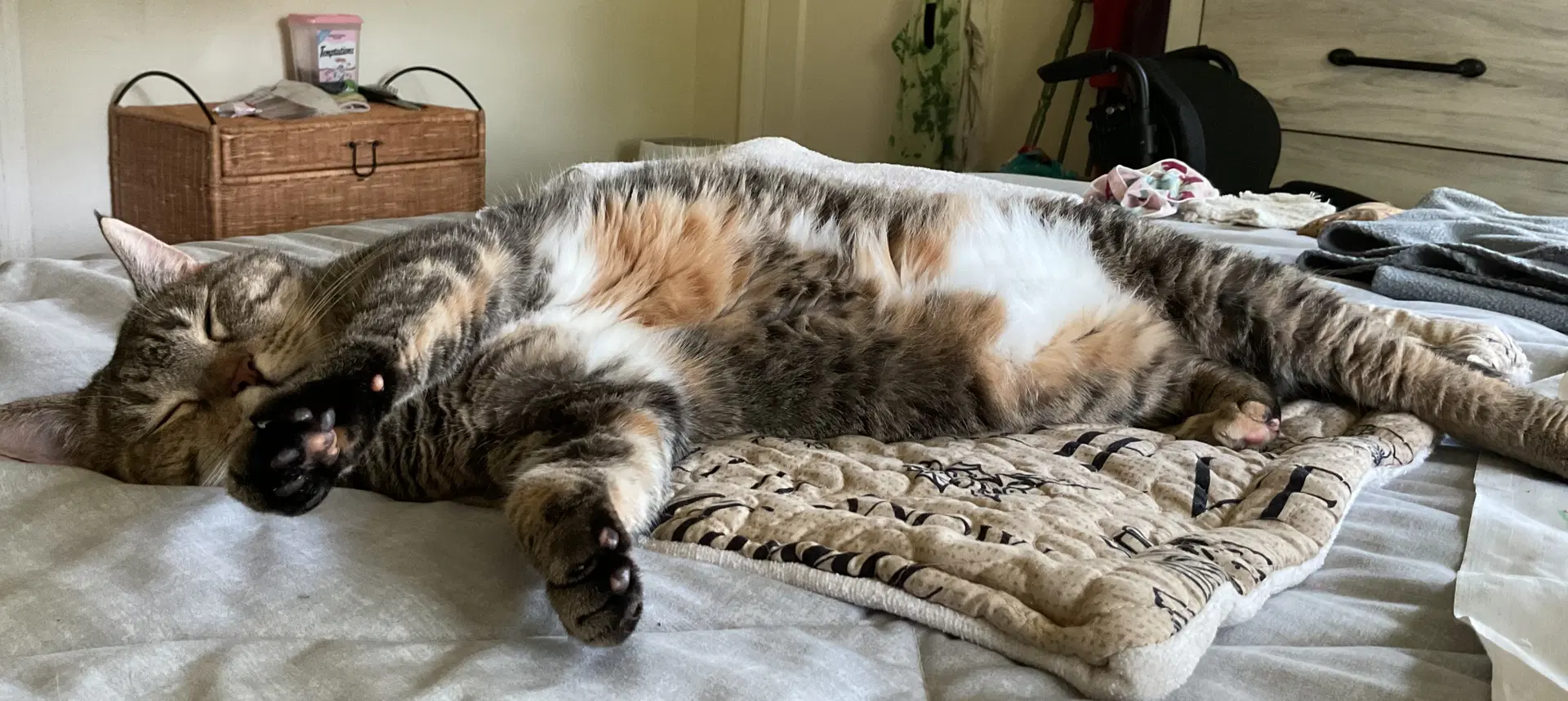 Miss Kitty image 2