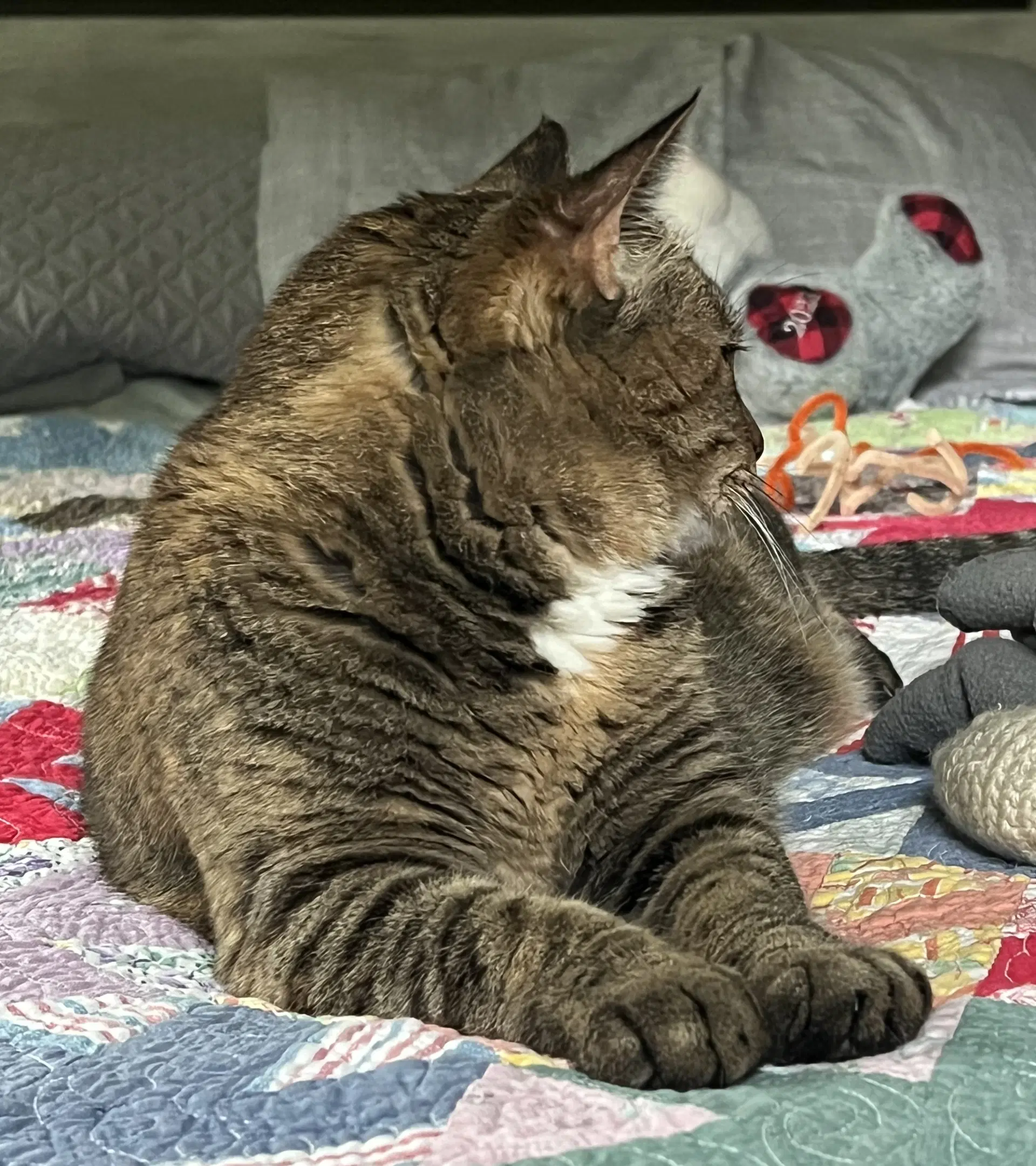 Miss Kitty image 3