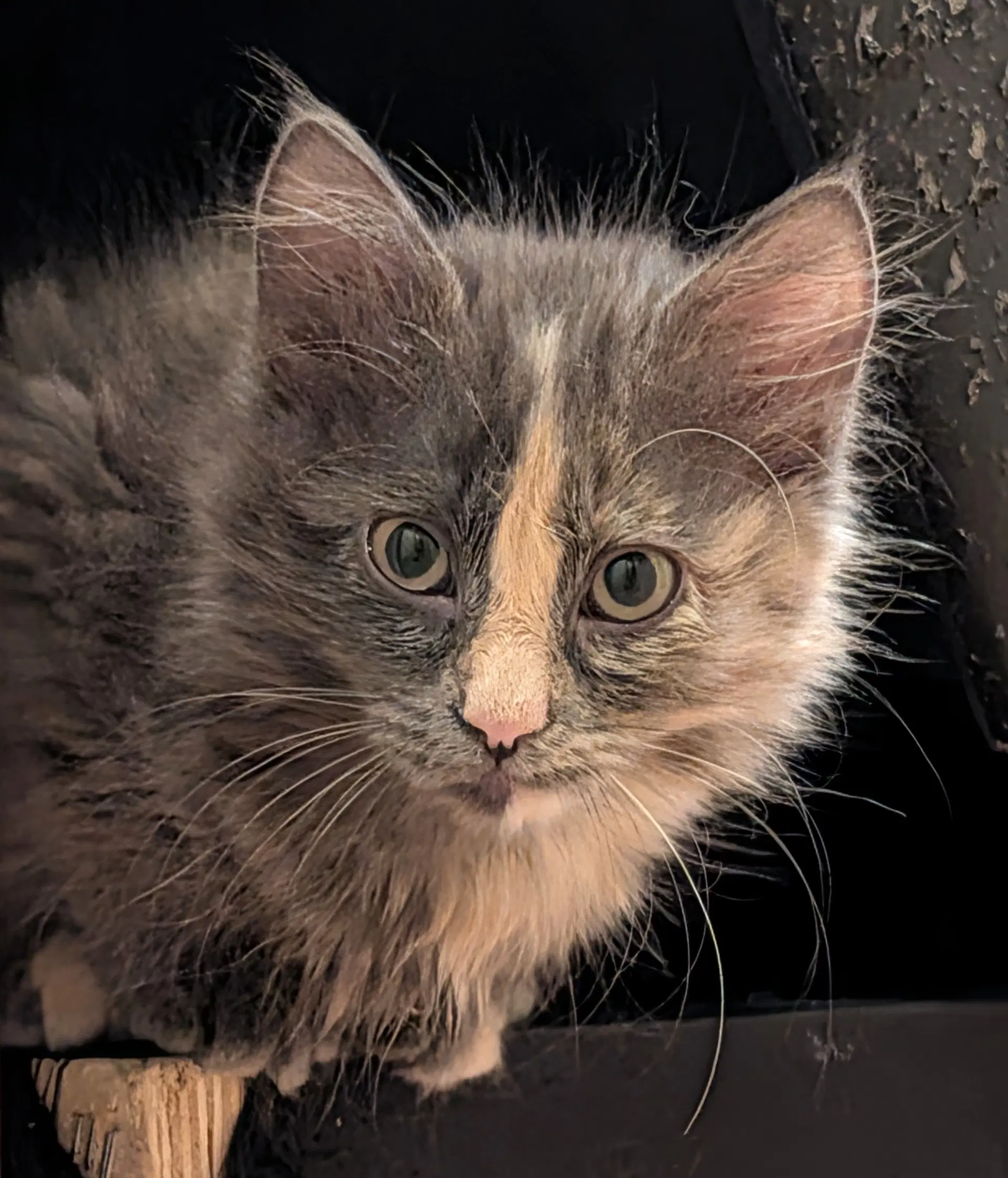 Poof - Domestic Medium Hair