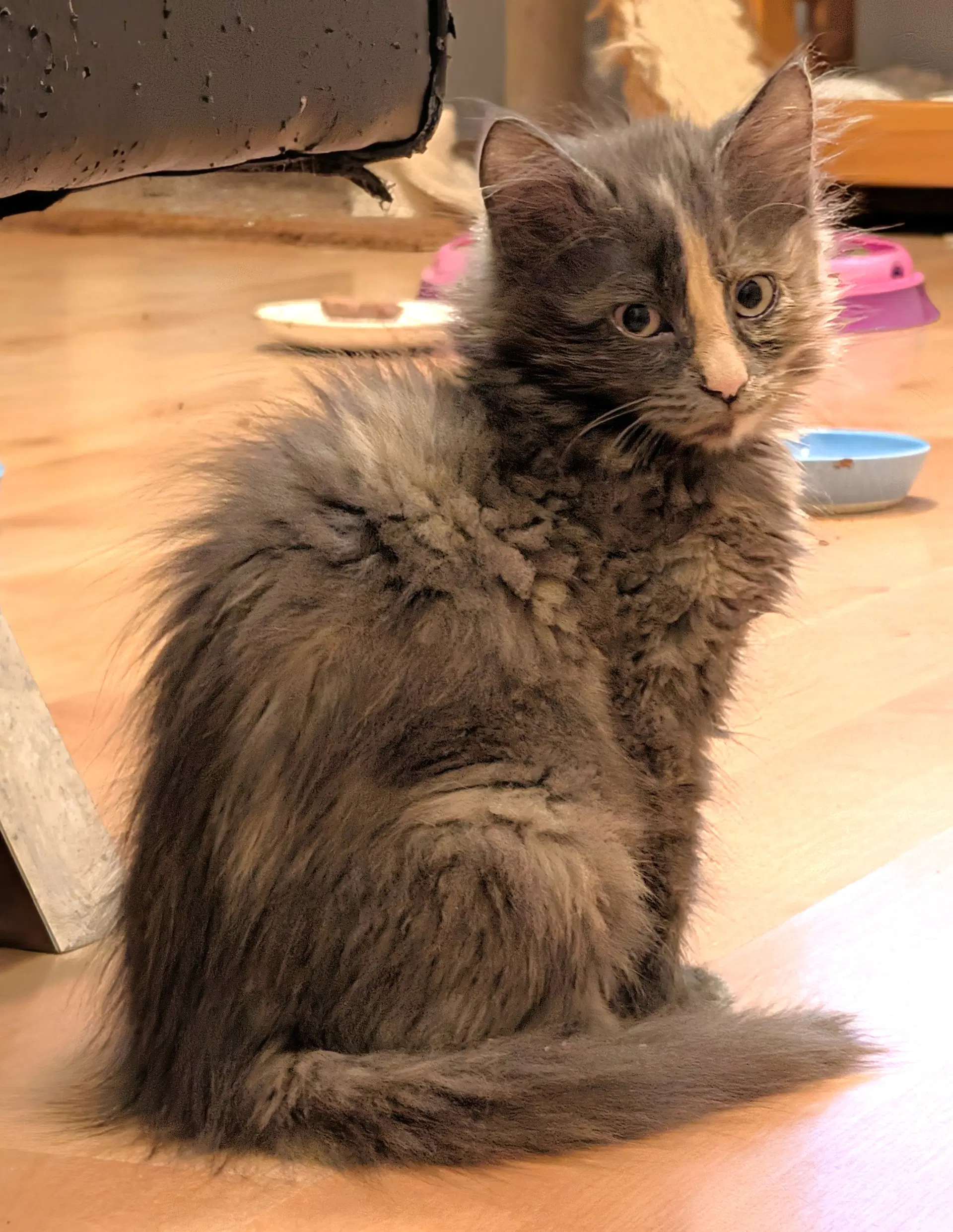 Poof image 2