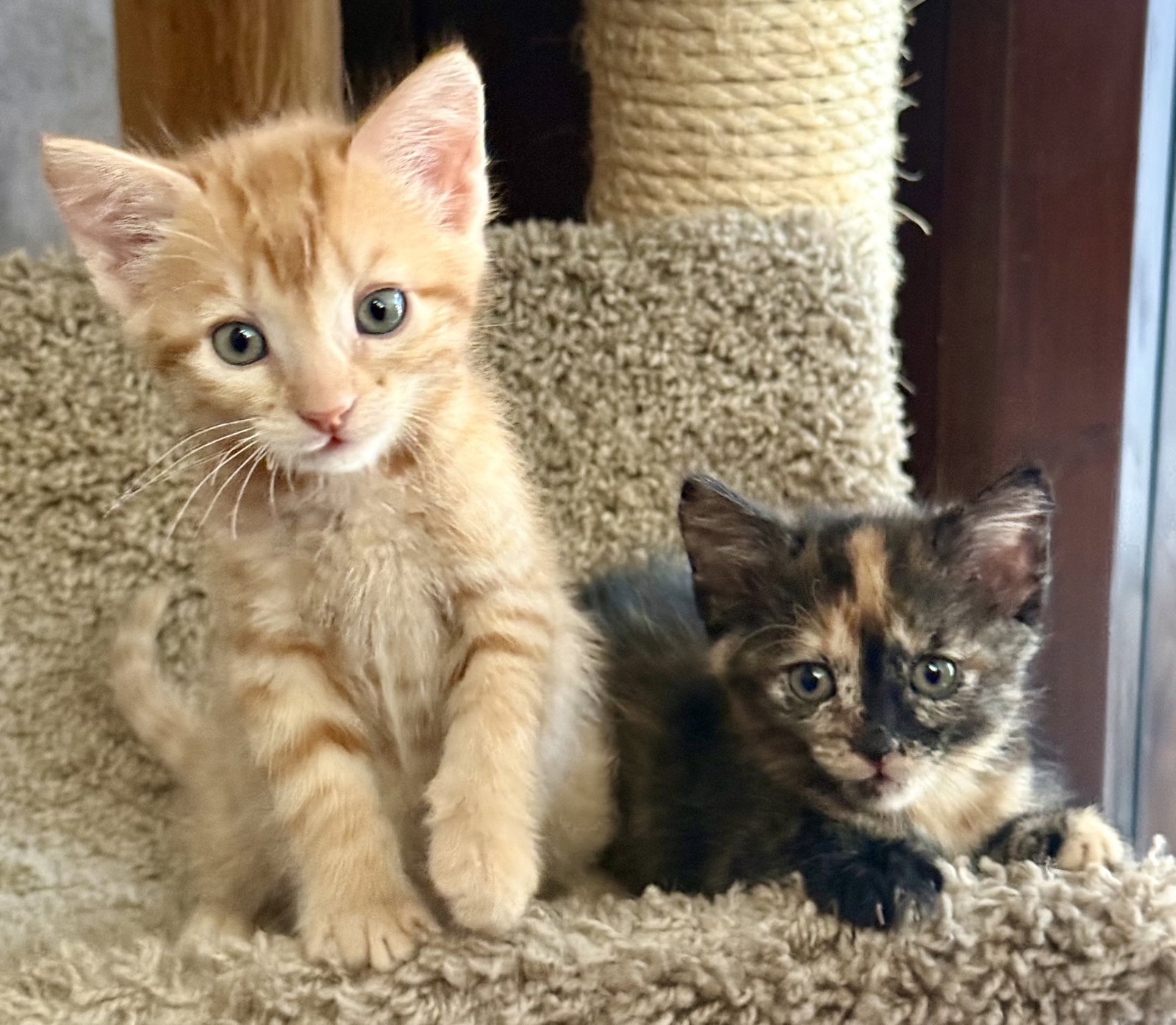 Ollie and Mollie, Domestic Short Hair
