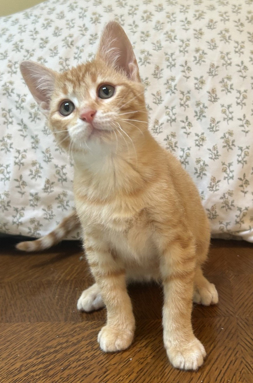 Duck, Domestic Short Hair