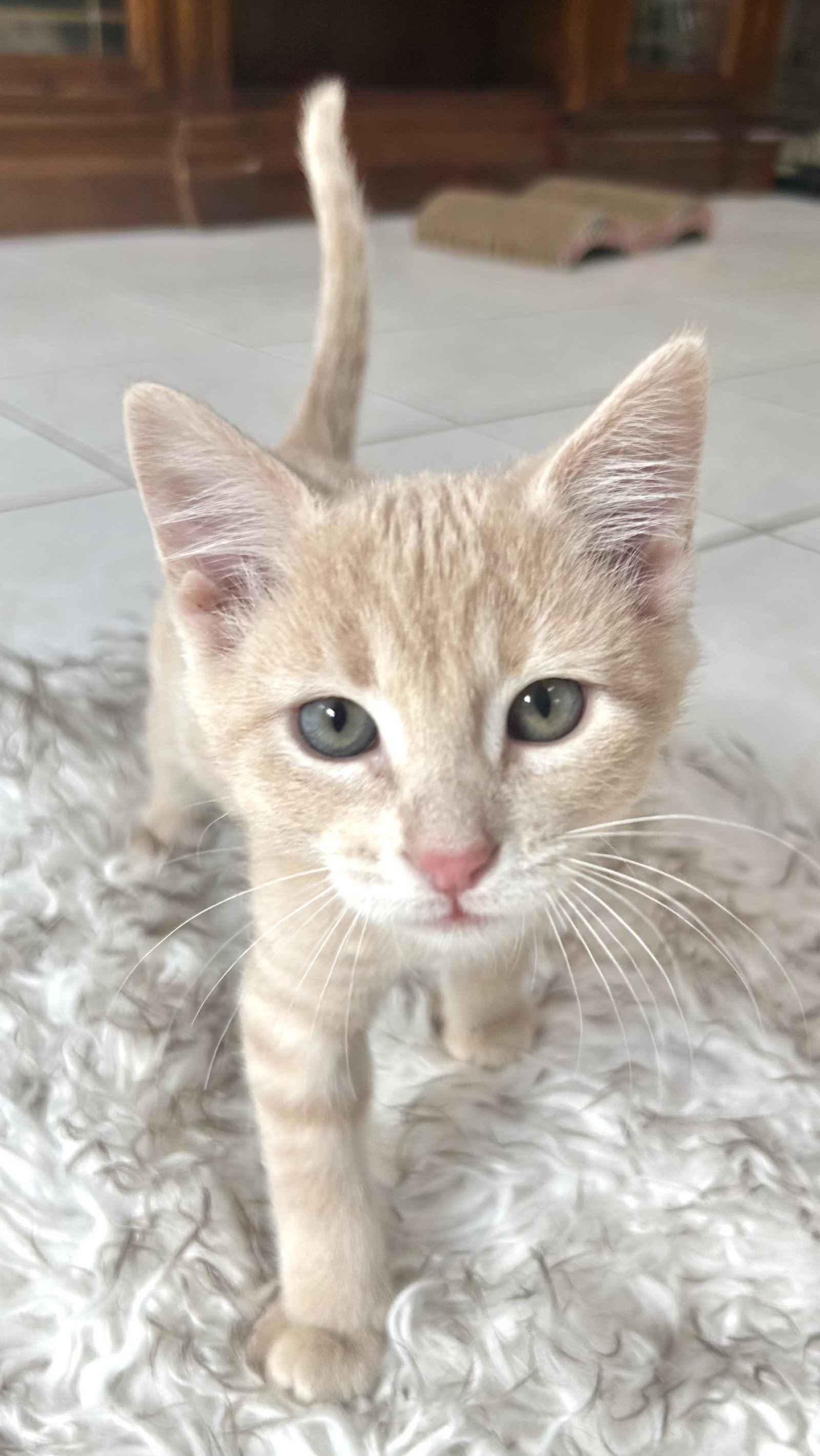 Goose, Domestic Short Hair