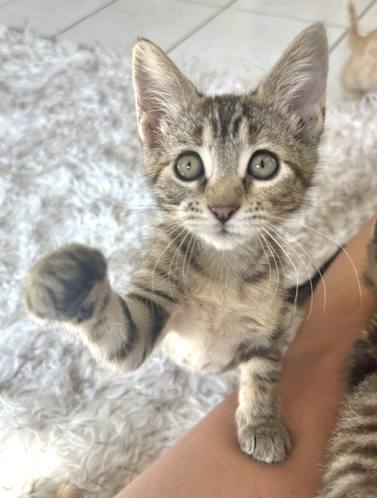 Chickadee, Domestic Short Hair