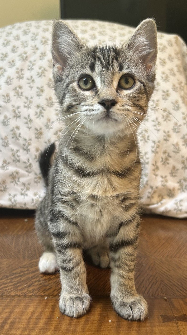 Robin, Domestic Short Hair