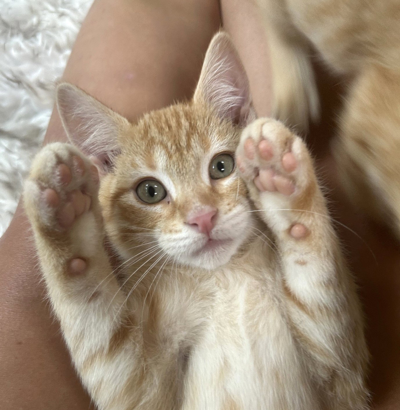 Starling, Domestic Short Hair