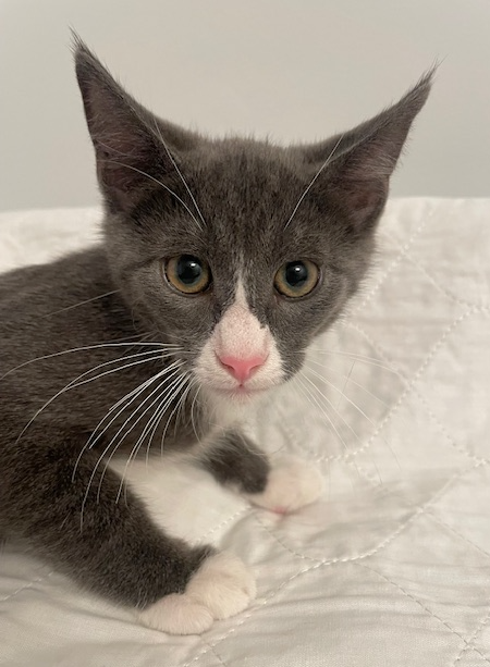Kilian, Domestic Short Hair