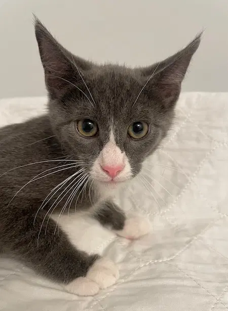 Kilian - Domestic Short Hair