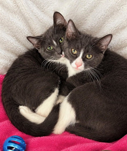 Kilian and Karlos, Domestic Short Hair (short coat)