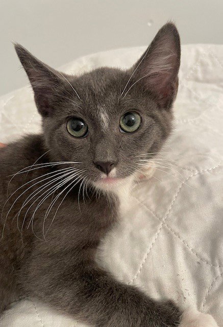 Karlos, Domestic Short Hair (short coat)