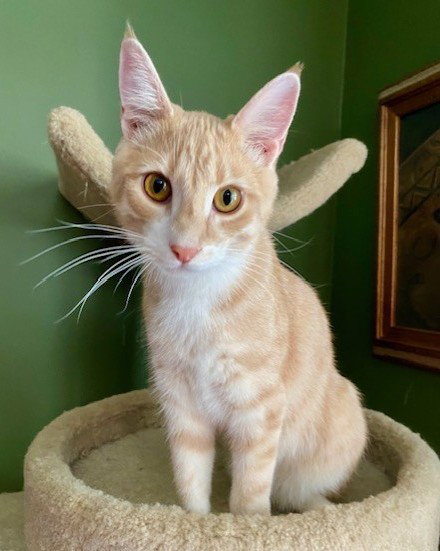 Georgio, Domestic Short Hair (short coat)