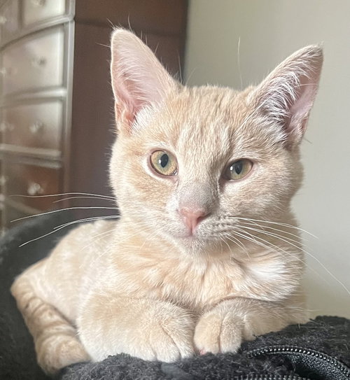 Willie, Domestic Short Hair (short coat)