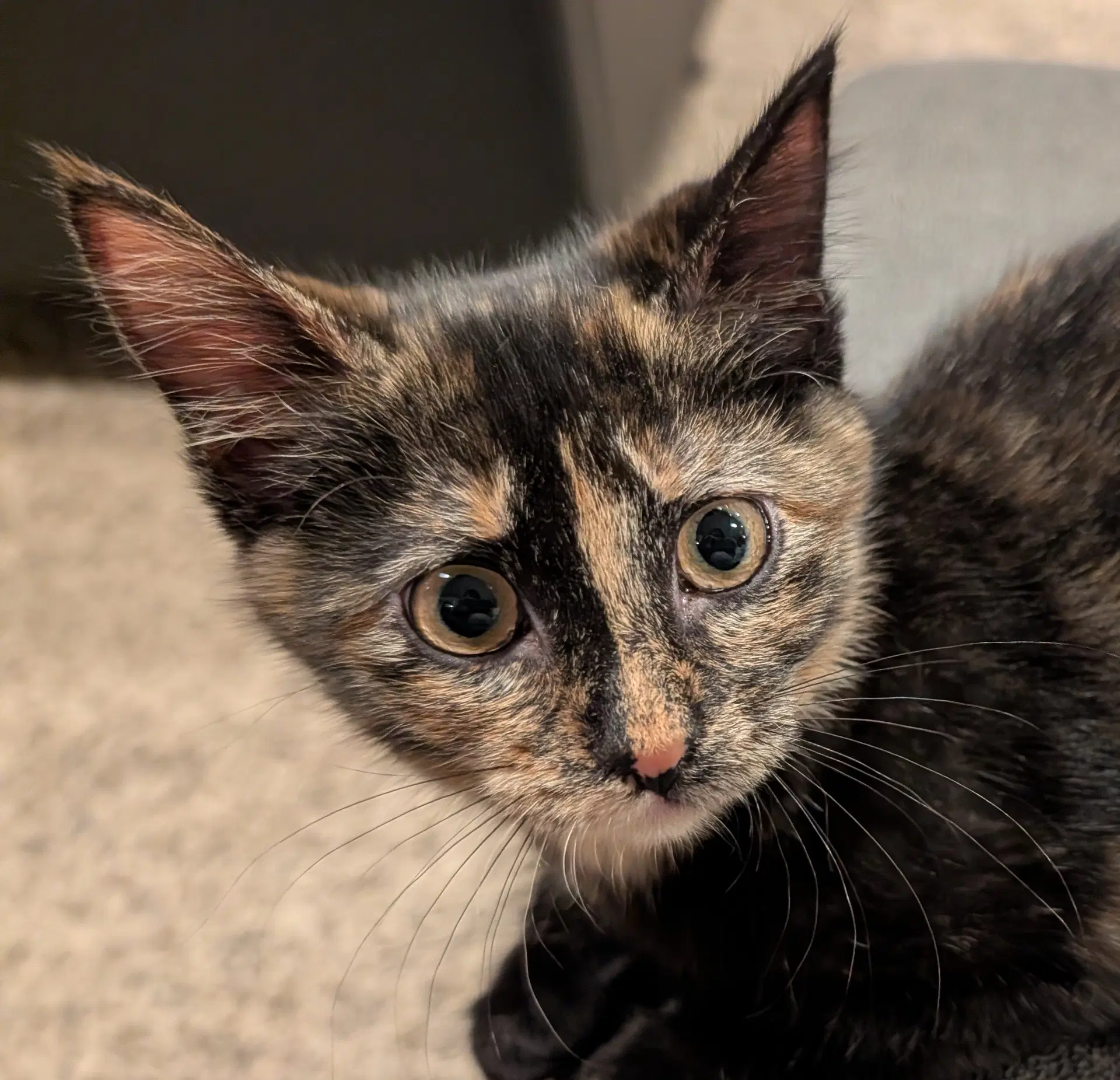 Pumpkin - Domestic Medium Hair