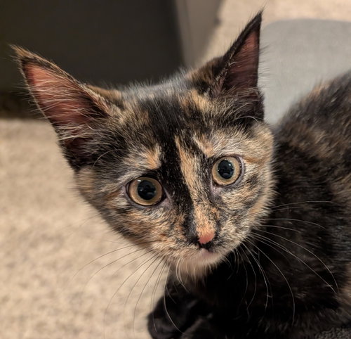 Pumpkin, Domestic Medium Hair (medium coat)