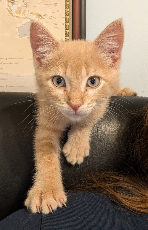 Tiger, Domestic Short Hair (short coat)