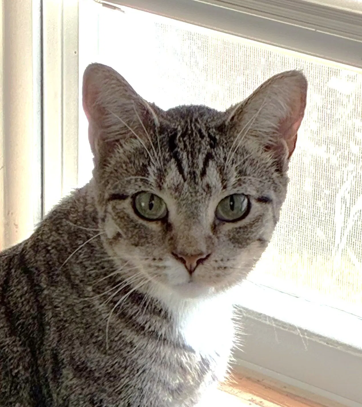Radish - Domestic Short Hair