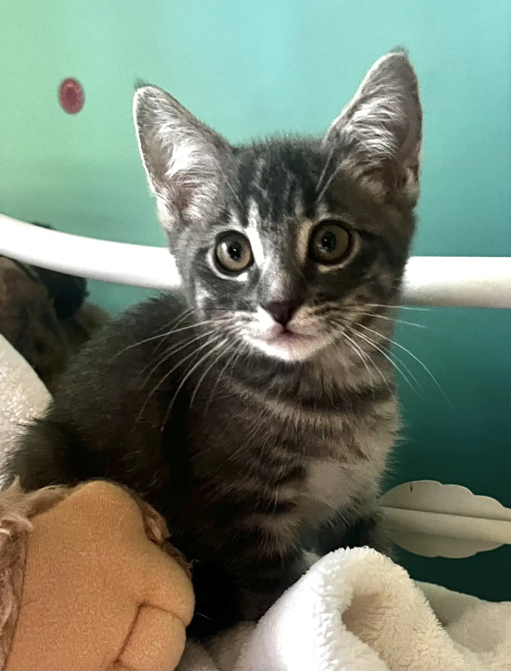 Jackson - Domestic Short Hair