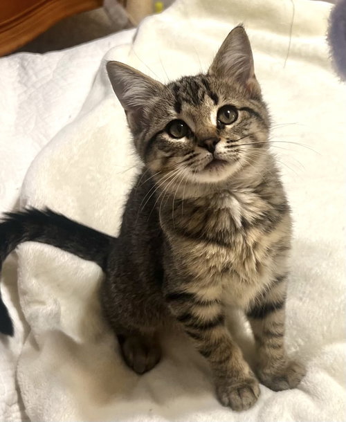 Chrissy, Domestic Short Hair (short coat)