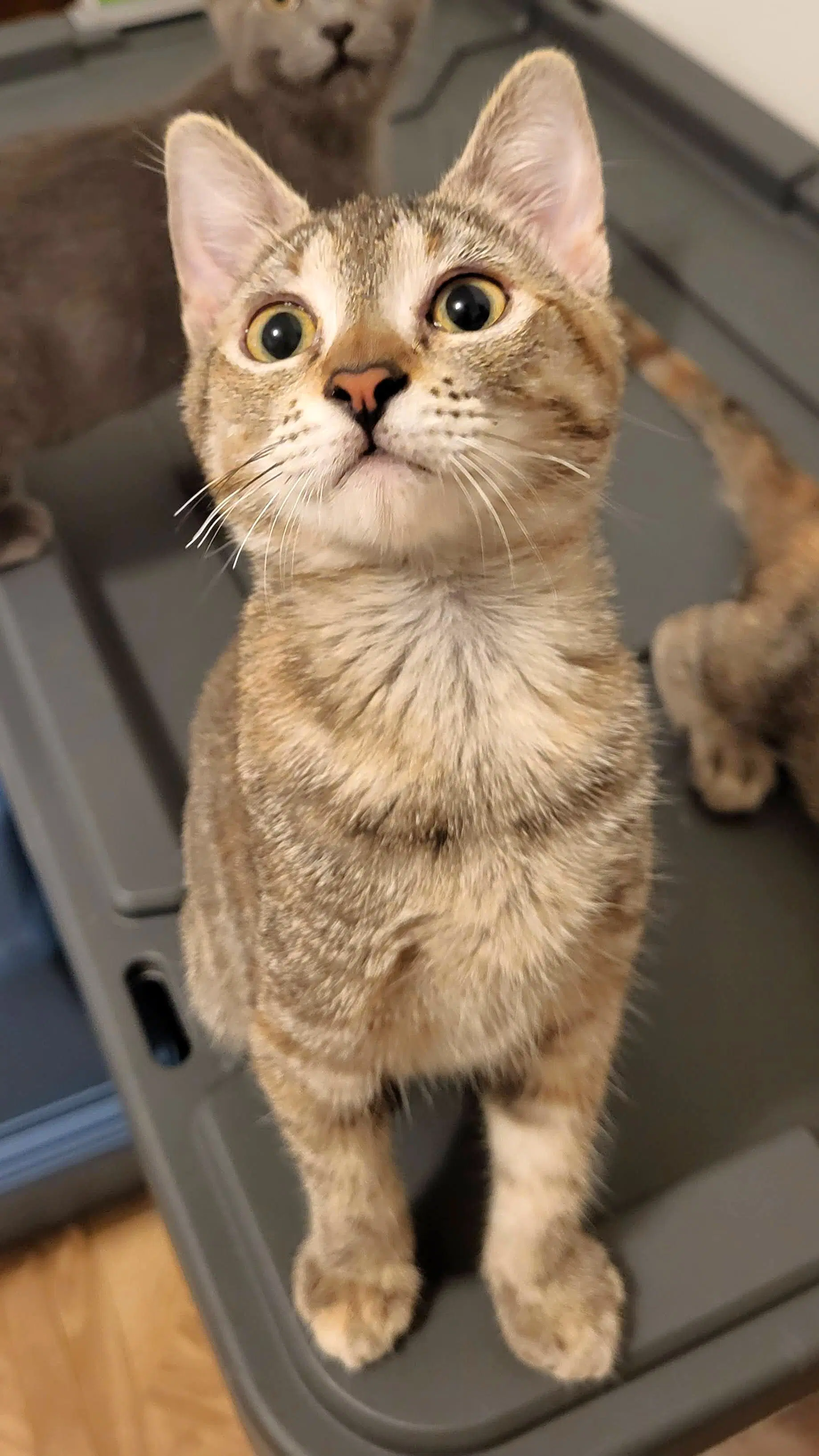 Daisy - Domestic Short Hair
