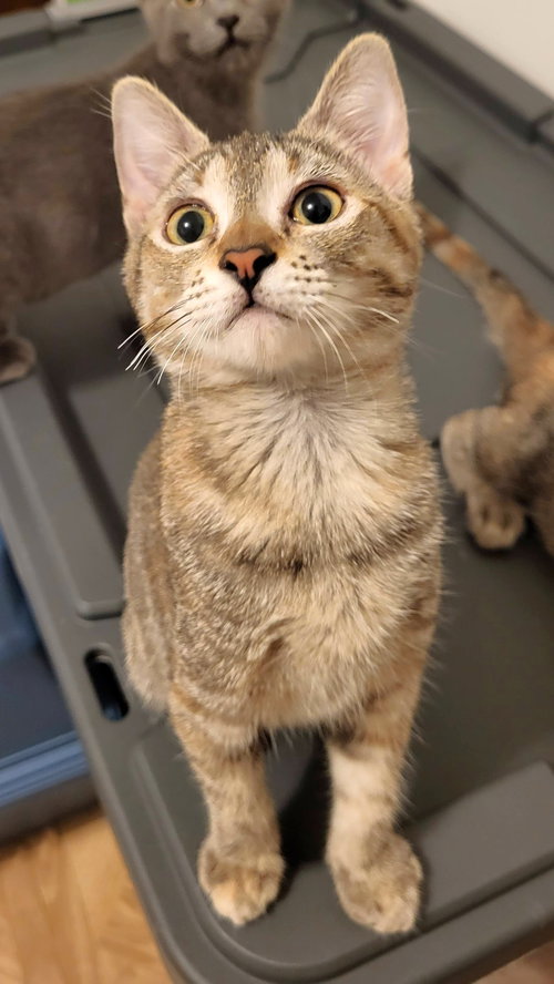 Daisy, Domestic Short Hair / Torbie / Mixed (short coat)