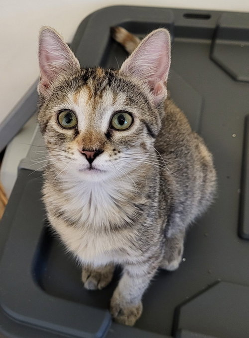Mazie, Domestic Short Hair / Torbie / Mixed (short coat)